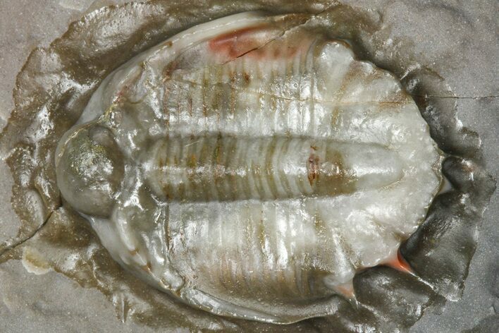 Basseiarges Trilobite - Jorf, Morocco #362811